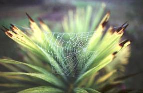 A spider shows off its "house"
