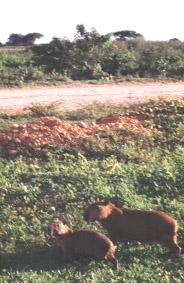 Mummy and baby capybara "chiguire"